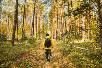 Rear view of man walking in forest