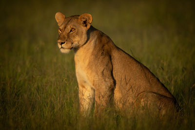 Big cat on grass