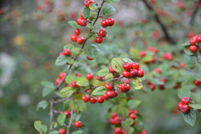 Close-up of red berries growing on tree