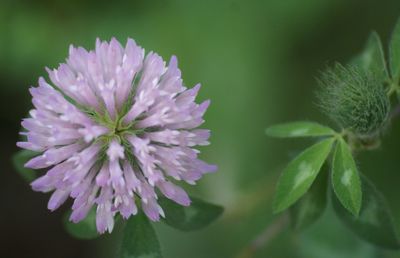 Close-up of flowers