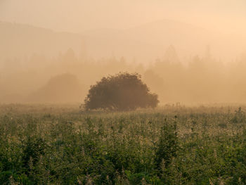 fog