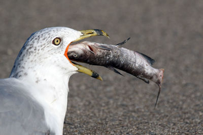 Close-up of ring billed gull carrying dead fish in mouth