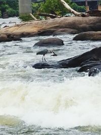 View of bird in water