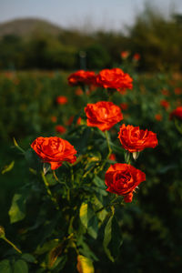 High angle view of red flowering plants on field