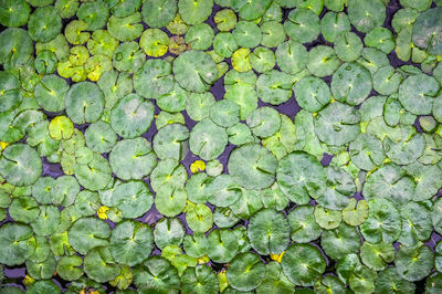 Top view of a lotus leaf on a pond with background