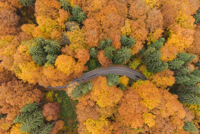 High angle view of tree during autumn