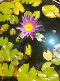 Close-up of lotus water lily