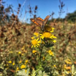 Close-up of butterfly perching on yellow flower