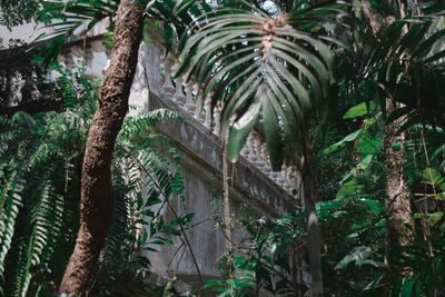 Low angle view of coconut palm trees in forest