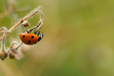 Close-up of a ladybird on a dry plant on a hot summers day