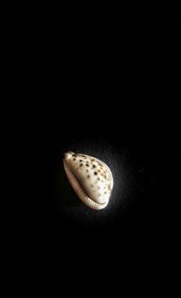 Close-up of shell over black background