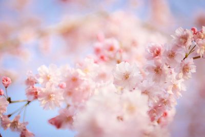 Close-up of pink cherry blossom