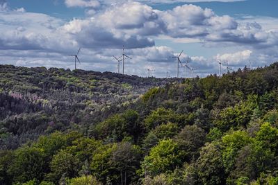 Plants growing on land against sky