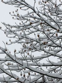 Low angle view of fresh white flower tree in winter