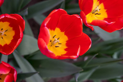 Close-up of red flowering plants