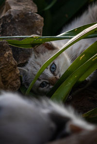 Close-up portrait of a cat