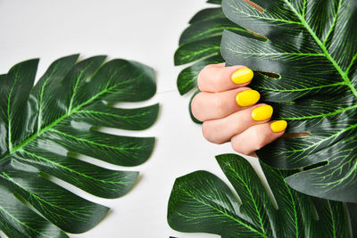 Female hand with yellow nail design. yellow nail polish manicure. female hand hold green leaf