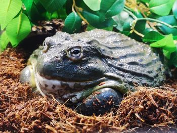 Close-up of frog on land