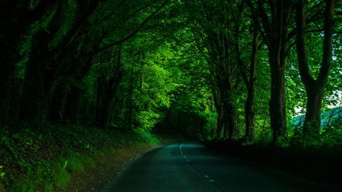 Road amidst trees in forest