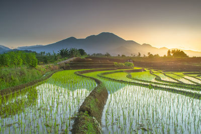 Scenic view of agricultural field against sky