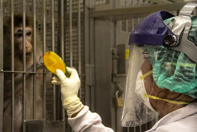 Close-up of scientist giving fruit to monkey in cage