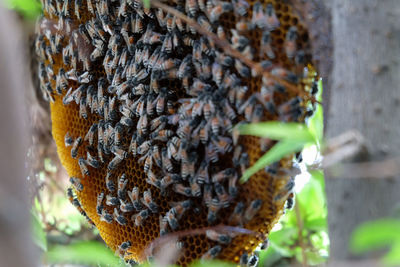 Close-up of bee on leaf