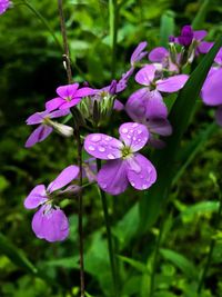 Close-up of purple flowers blooming outdoors