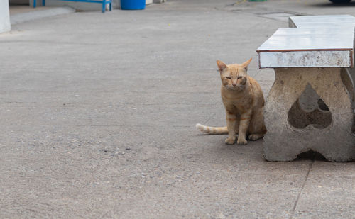 Portrait of a cat sitting on footpath