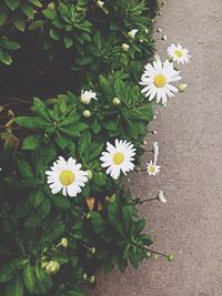 Close-up of white daisy flowers