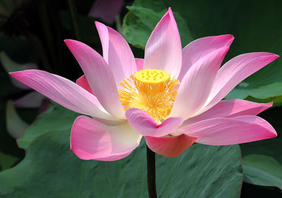 Close-up of lotus water lily