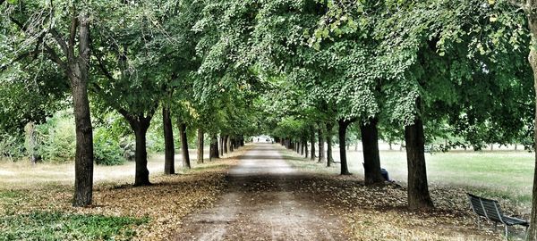 Trees in park