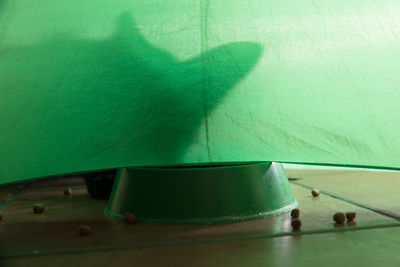 Close-up of leaf on table against wall