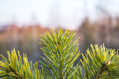 Close-up of pine tree