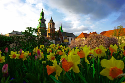 View of flowering plants against historic building