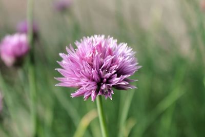 Close-up of pink flowers