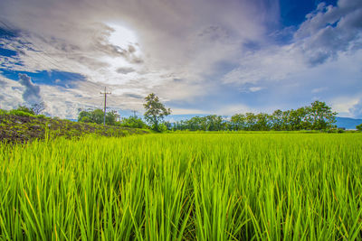 Scenic view of agricultural field against sky