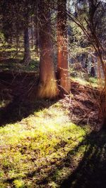 Trees in forest