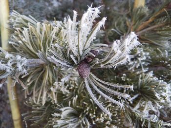 Close-up of snow covered pine tree