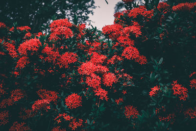 Close-up of red flowering plants