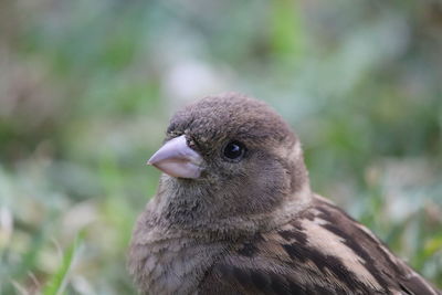 Close-up of a bird