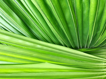 Full frame shot of palm leaf