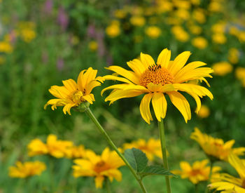 Close-up of yellow flower