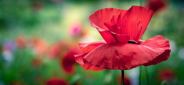 Close-up of red poppy flower