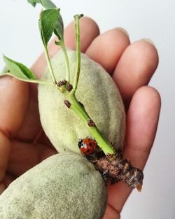 Close-up of hand holding fruit