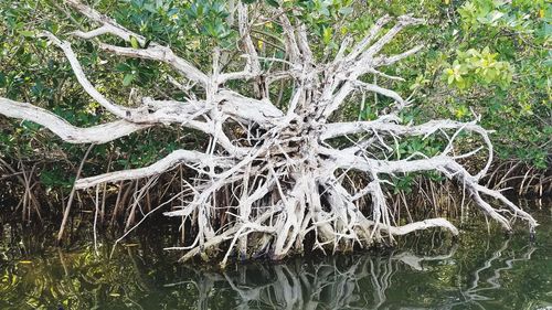 Bare tree in lake during winter