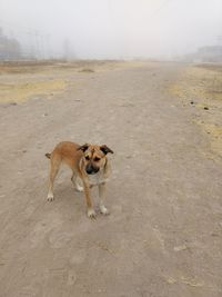 Dog against sky