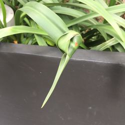 Close-up of fresh green plant