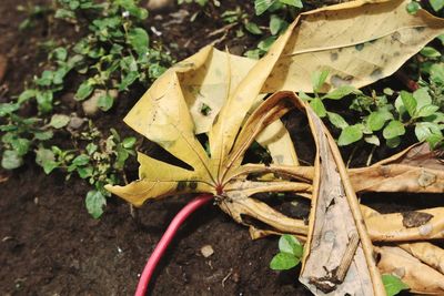 Sweet potato leaves