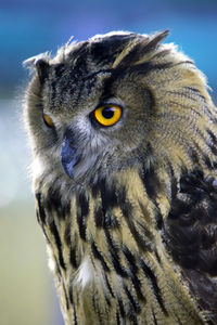 Close-up portrait of a owl