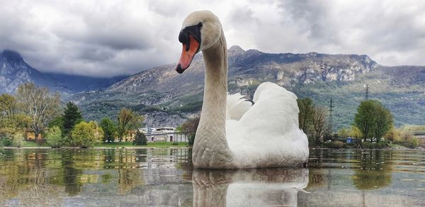 Closeup swan